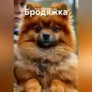 Постер книги Бродяжка