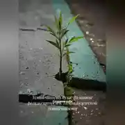 Постер книги Устойчивость духа: Развитие резильентности. Психологической устойчивости