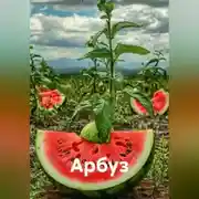Постер книги Арбуз