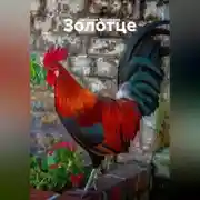 Постер книги Золотце