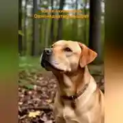 Постер книги Одиннадцатый квадрат