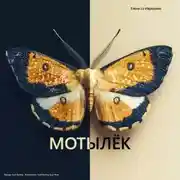 Постер книги Мотылёк