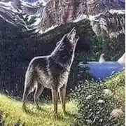 Постер книги Волк