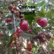 Постер книги Спелая вишня