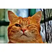 Постер книги Кот волонтёр