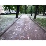 Постер книги Тополиный пух