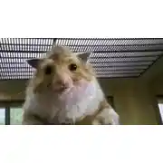 Постер книги Тимка