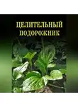 Иван Дубровин - Целительный подорожник