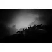 Постер книги Пастырь добрый