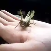 Постер книги Аудиоспектакль Сказка про больших и маленьких