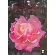 Постер книги Координация действий