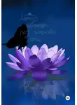 Ван Вигри - Лотос цветёт под покровом ночи