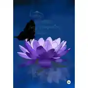 Постер книги Лотос цветёт под покровом ночи