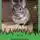 Олег Лошманов - Приближение рациона домашних шиншилл к естественному. На примере концентрированного корма для шиншилл и грубых кормов