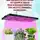 Александр Кондратов - Выращивание растений из семян в земле под кондиционером при искусственном освещении