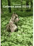 Анна Белякова - Собачье дело 152515