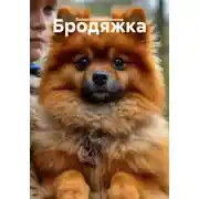 Постер книги Бродяжка