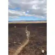 Постер книги Ворары