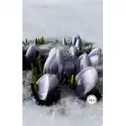 Постер книги Русский романс