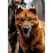 Постер книги Рыжик