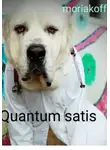 moriakoff - Quantum satis