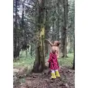Постер книги Разочарованный лес