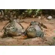 Постер книги Дороги авантюристов, или Загадочная яхта лорда Гленарвана