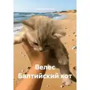 Постер книги Велес Балтийский кот