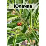 Постер книги Юлечка