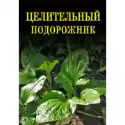 Постер книги Целительный подорожник
