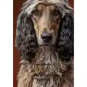 Постер книги АФГАНСКАЯ БОРЗАЯ