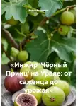 Война Владимир - «Инжир 'Чёрный Принц' на Урале: от саженца до урожая»