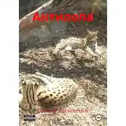Постер книги Антилопа