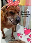 Светлана Андрианова - Жизнь в большом городе