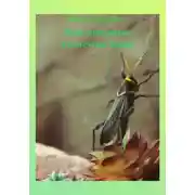 Постер книги День рождения кузнечика Кеши