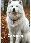 Турист Мартовский - Самоед