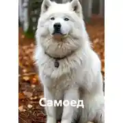 Постер книги Самоед