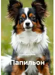 Турист Мартовский - Папильон