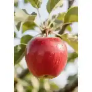 Постер книги Яблоко прощения