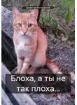Джангар Колхидский - Блоха, а ты не так плоха…