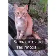 Постер книги Блоха, а ты не так плоха…