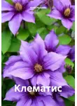 Анна Иванова - Клематис