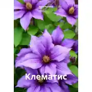 Постер книги Клематис