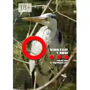 Постер книги О… Мысли о природе