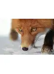 Ногицуне - Победить не вступая в войну