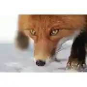 Постер книги Победить не вступая в войну