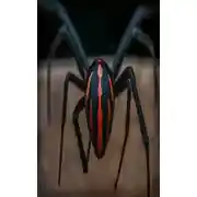 Постер книги Поцелуй «Чёрной Вдовы»