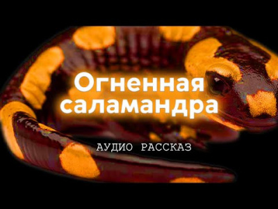 Постер книги Огненная саламандра