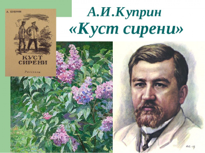 Постер книги Куст сирени