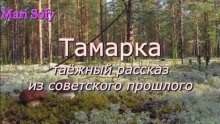 Постер книги Тамарка